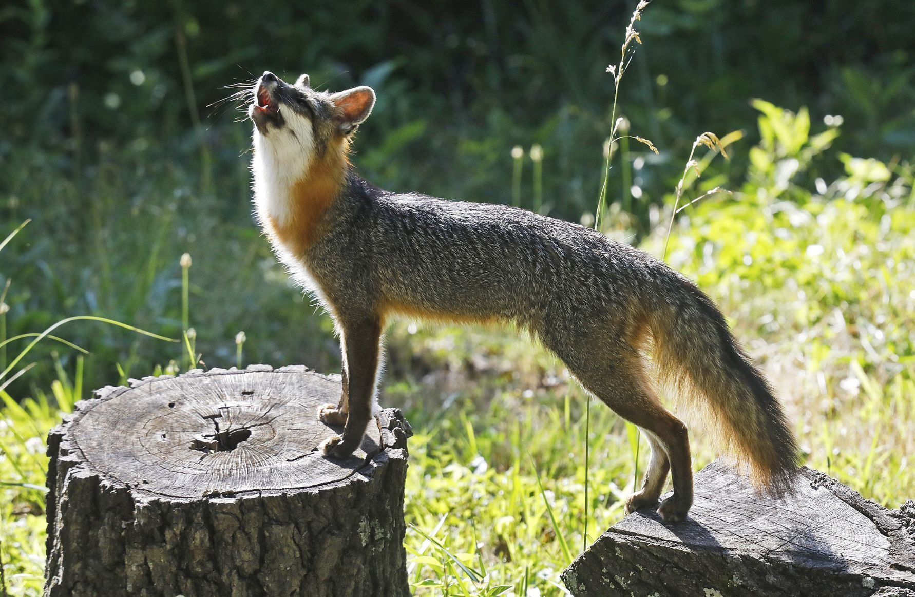 A fox protects her own